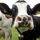 Moo.